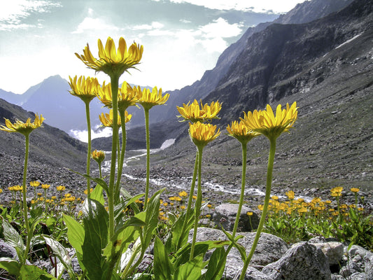 Hidden benefits of Arnica for Cellulite