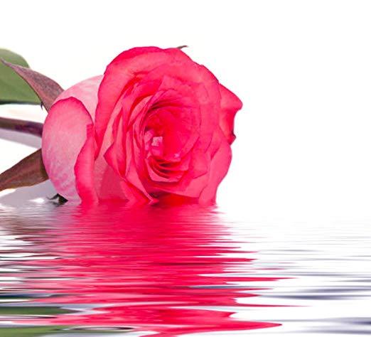 Skin need a pick me up? Learn the benefits of Rose Water